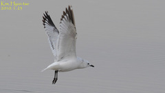 Ichthyaetus relictus