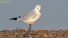 Ichthyaetus relictus