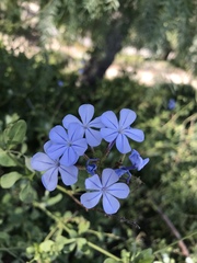 Plumbago auriculata