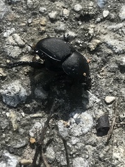 Geotrupes opacus