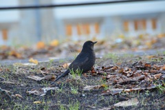Turdus merula