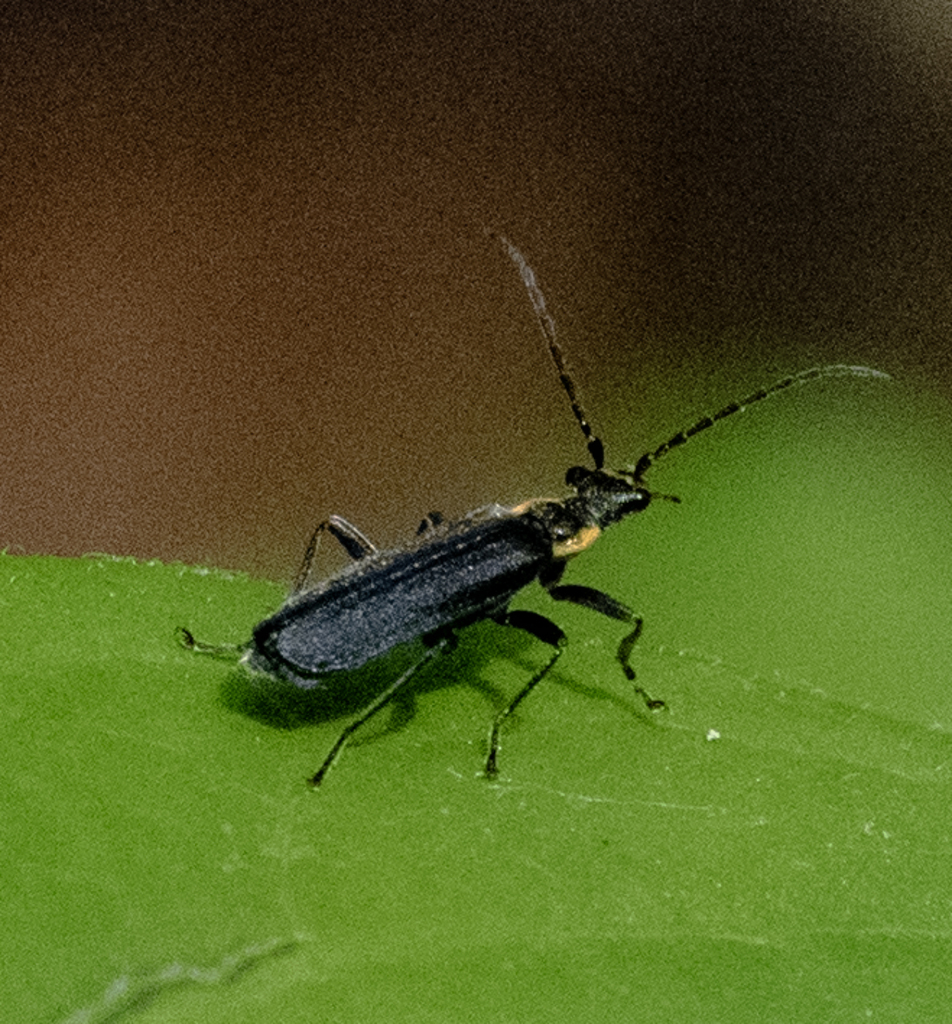 Podabrus from Henrico County1, VA, USA on May 19, 2023 at 1103 AM by