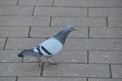 Columba livia domestica