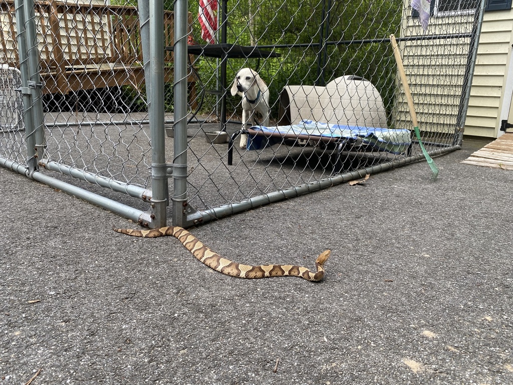 Eastern Copperhead from Barefords Mill Rd, Dunnsville, VA, US on May 20