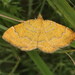 Yellow Shell Moth - Photo (c) Rafael Carbonell Font, some rights reserved (CC BY-NC), uploaded by Rafael Carbonell Font