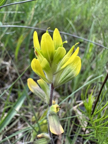 How to identify Castilleja kraliana J.R.Allison