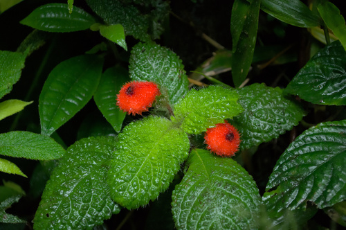 Pearcea schimpfii