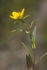 Bidens beckii