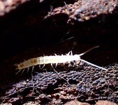 Symphyla