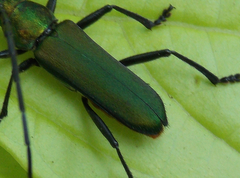 Aglaoschema ventrale