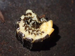 Pterotus obscuripennis