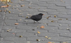 Turdus merula