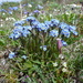 Myosotis asiatica asiatica - Photo (c) Cameron Eckert, some rights reserved (CC BY-NC), uploaded by Cameron Eckert