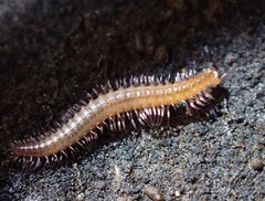 Caseyidae