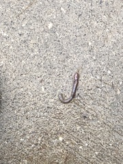 Aporrectodea caliginosa