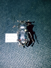Nicrophorus pustulatus