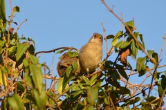 Passer domesticus