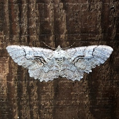 Cymatophora approximaria