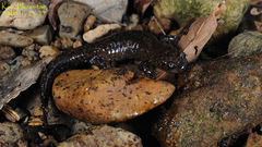 Hynobius unisacculus
