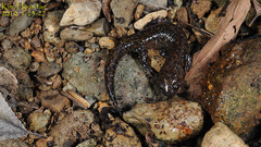 Hynobius unisacculus