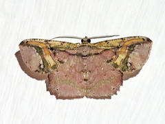 Thysanopyga crenata