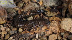 Korean Small Salamander photo 3