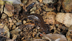 Hynobius unisacculus