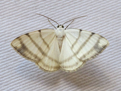 Lomographa chartularia