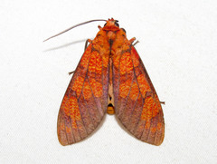Elysius
