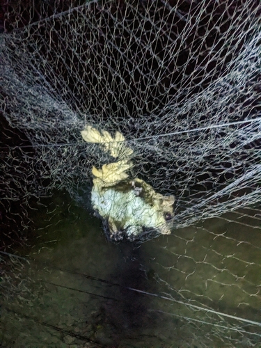 Southern Flying Squirrel photographed in Mississippi