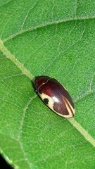 Chelonarium ornatum