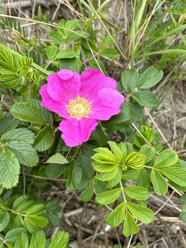 Raukšlėtalapis erškėtis nuotrauka
