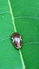Chelonarium ornatum