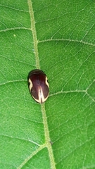 Chelonarium ornatum