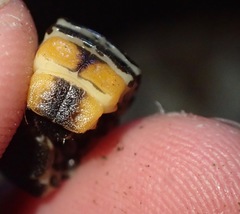 Pterotus obscuripennis