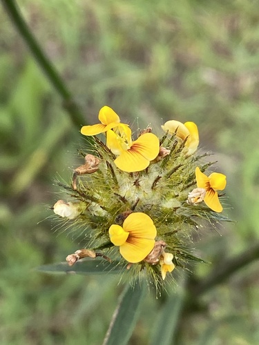 Stylosanthes guianensis iNat (1)