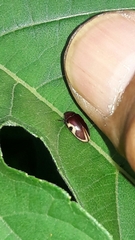 Chelonarium ornatum