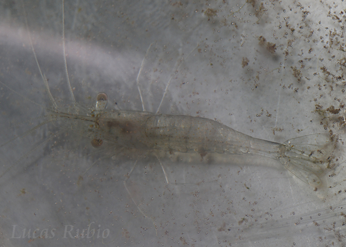 white shrimp