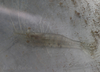 Palaemon argentinus - Photo (c) Lucas Rubio, some rights reserved (CC BY), uploaded by Lucas Rubio
