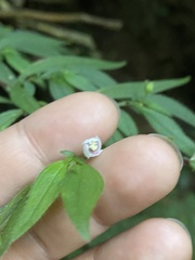 Centradenia inaequilateralis image