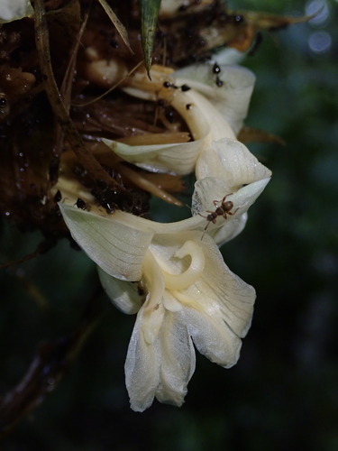 Goeppertia altissima (Goeppertia altissima)