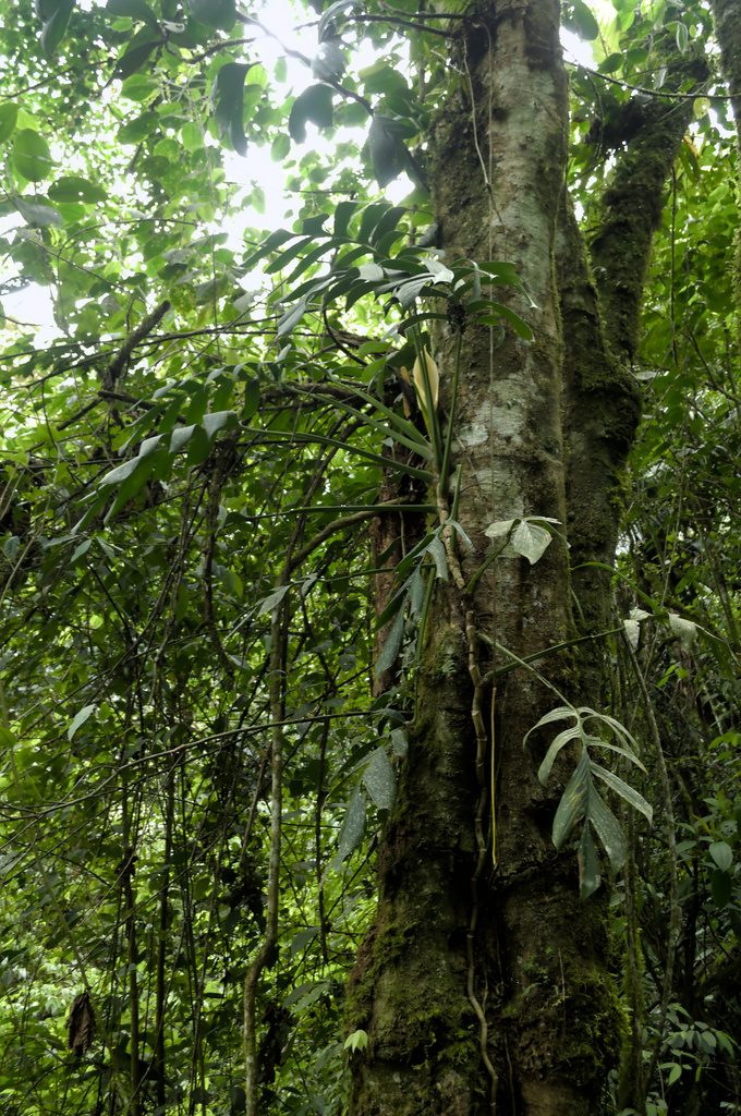 Monstera aureopinnata from pailon del diablo on March 16, 2023 at 03:21 ...