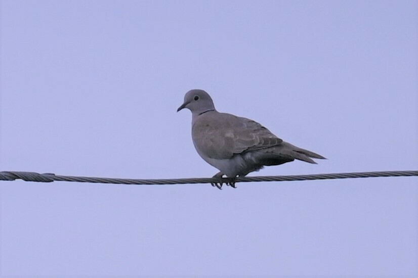 Eurasian CollaredDove from Kenedy County, TX, USA on May 20, 2023 at 0821 AM by Michael Orgill