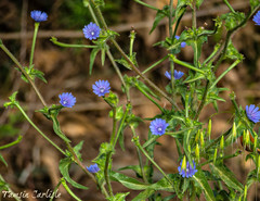 Cichorium pumilum