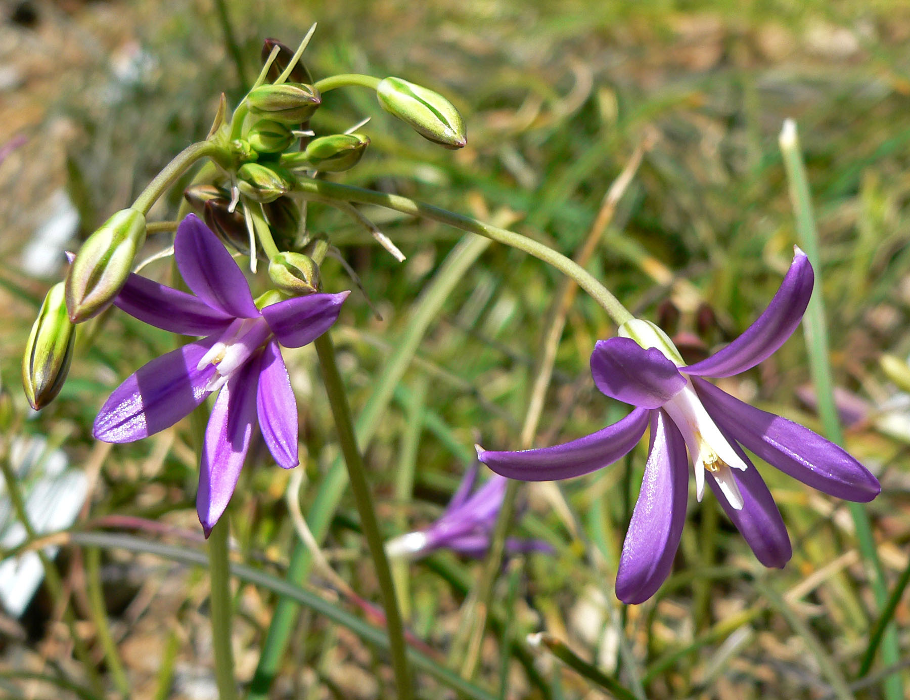 Brodiaea appendiculata