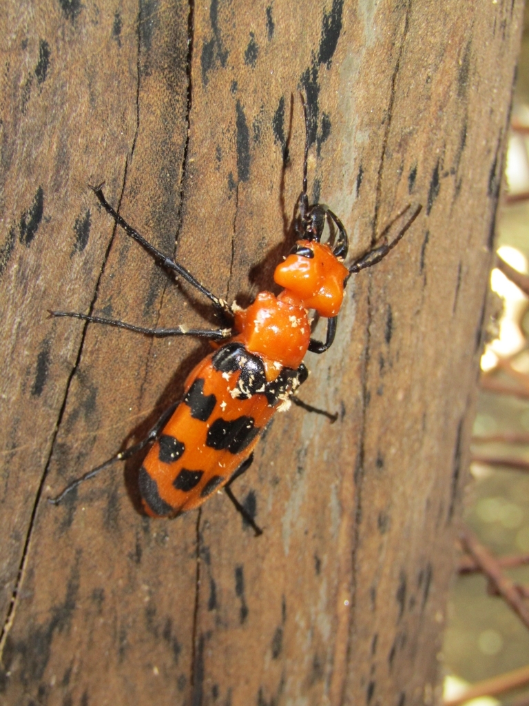 Big-eared blister beetle