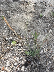 Boechera platysperma