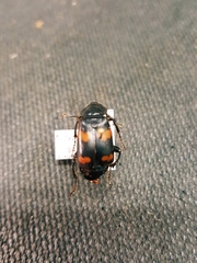 Nicrophorus sayi