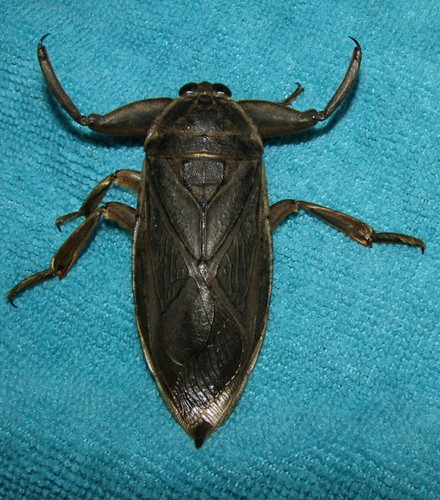 Lethocerus truxali