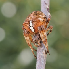 Araneus